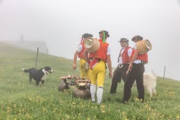 Alp, Alpaufzug, Alpen, Alpfahrt, Alps, Appenzell, Appenzell Ausserrohden, Appenzellerland, Brauchtum, Brauchtum und Anlässe, Frühling, Jahreszeiten, Kühe, Landschaft und Natur, Mai, Natur, Orte, Ostschweiz, Schweiz, Sennen, Spring, Suisse, Switzerland, Tier, Tracht, Urnäsch, tradition