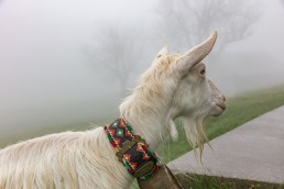 Alp, Alpaufzug, Alpen, Alpfahrt, Alps, Appenzell, Appenzell Ausserrohden, Appenzellerland, Brauchtum, Brauchtum und Anlässe, Frühling, Jahreszeiten, Kühe, Landschaft und Natur, Mai, Natur, Orte, Ostschweiz, Schweiz, Sennen, Spring, Suisse, Switzerland, Tier, Tracht, Urnäsch, tradition