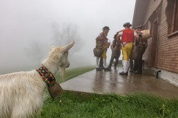 Alp, Alpaufzug, Alpen, Alpfahrt, Alps, Appenzell, Appenzell Ausserrohden, Appenzellerland, Brauchtum, Brauchtum und Anlässe, Frühling, Jahreszeiten, Kühe, Landschaft und Natur, Mai, Natur, Orte, Ostschweiz, Schweiz, Sennen, Spring, Suisse, Switzerland, Tier, Tracht, Urnäsch, tradition
