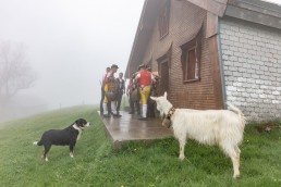 Alp, Alpaufzug, Alpen, Alpfahrt, Alps, Appenzell, Appenzell Ausserrohden, Appenzellerland, Brauchtum, Brauchtum und Anlässe, Frühling, Jahreszeiten, Kühe, Landschaft und Natur, Mai, Natur, Orte, Ostschweiz, Schweiz, Sennen, Spring, Suisse, Switzerland, Tier, Tracht, Urnäsch, tradition