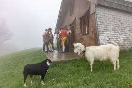 Alp, Alpaufzug, Alpen, Alpfahrt, Alps, Appenzell, Appenzell Ausserrohden, Appenzellerland, Brauchtum, Brauchtum und Anlässe, Frühling, Jahreszeiten, Kühe, Landschaft und Natur, Mai, Natur, Orte, Ostschweiz, Schweiz, Sennen, Spring, Suisse, Switzerland, Tier, Tracht, Urnäsch, tradition