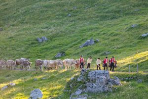 Alp, Alpaufzug, Alpen, Alpfahrt, Alps, Appenzell, Appenzellerland, Brauchtum, Brauchtum und Anlässe, Kühe, Landschaft und Natur, Orte, Ostschweiz, Schweiz, Schwägalp, Sennen, Suisse, Switzerland, Säntis, Tier, Tracht, Urnäsch, tradition
