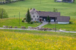 Alp, Alpaufzug, Alpen, Alpfahrt, Alps, Appenzell, Appenzell Ausserrohden, Appenzellerland, Brauchtum und Anlässe, Frühling, Jahreszeiten, Kühe, Landschaft und Natur, Mai, Natur, Orte, Ostschweiz, Schweiz, Sennen, Spring, Suisse, Switzerland, Tier, Tracht, spring, tradition