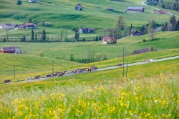 Alp, Alpaufzug, Alpen, Alpfahrt, Alps, Appenzell, Appenzell Ausserrohden, Appenzellerland, Brauchtum und Anlässe, Frühling, Jahreszeiten, Kühe, Landschaft und Natur, Mai, Natur, Orte, Ostschweiz, Schweiz, Sennen, Spring, Suisse, Switzerland, Tier, Tracht, spring, tradition