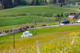 Alp, Alpaufzug, Alpen, Alpfahrt, Alps, Appenzell, Appenzell Ausserrohden, Appenzellerland, Brauchtum und Anlässe, Frühling, Jahreszeiten, Kühe, Landschaft und Natur, Mai, Natur, Orte, Ostschweiz, Schweiz, Sennen, Spring, Suisse, Switzerland, Tier, Tracht, spring, tradition