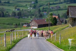 Alp, Alpaufzug, Alpen, Alpfahrt, Alps, Appenzell, Appenzell Ausserrohden, Appenzellerland, Brauchtum und Anlässe, Frühling, Jahreszeiten, Kühe, Landschaft und Natur, Mai, Natur, Orte, Ostschweiz, Schweiz, Sennen, Spring, Suisse, Switzerland, Tier, Tracht, spring, tradition