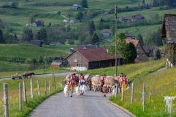 Alp, Alpaufzug, Alpen, Alpfahrt, Alps, Appenzell, Appenzell Ausserrohden, Appenzellerland, Brauchtum und Anlässe, Frühling, Jahreszeiten, Kühe, Landschaft und Natur, Mai, Natur, Orte, Ostschweiz, Schweiz, Sennen, Spring, Suisse, Switzerland, Tier, Tracht, spring, tradition