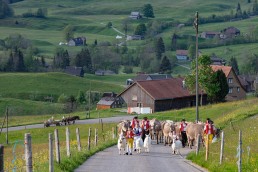 Alp, Alpaufzug, Alpen, Alpfahrt, Alps, Appenzell, Appenzell Ausserrohden, Appenzellerland, Brauchtum und Anlässe, Frühling, Jahreszeiten, Kühe, Landschaft und Natur, Mai, Natur, Orte, Ostschweiz, Schweiz, Sennen, Spring, Suisse, Switzerland, Tier, Tracht, spring, tradition