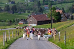 Alp, Alpaufzug, Alpen, Alpfahrt, Alps, Appenzell, Appenzell Ausserrohden, Appenzellerland, Brauchtum und Anlässe, Frühling, Jahreszeiten, Kühe, Landschaft und Natur, Mai, Natur, Orte, Ostschweiz, Schweiz, Sennen, Spring, Suisse, Switzerland, Tier, Tracht, spring, tradition