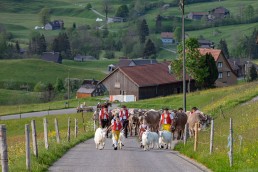 Alp, Alpaufzug, Alpen, Alpfahrt, Alps, Appenzell, Appenzell Ausserrohden, Appenzellerland, Brauchtum und Anlässe, Frühling, Jahreszeiten, Kühe, Landschaft und Natur, Mai, Natur, Orte, Ostschweiz, Schweiz, Sennen, Spring, Suisse, Switzerland, Tier, Tracht, spring, tradition