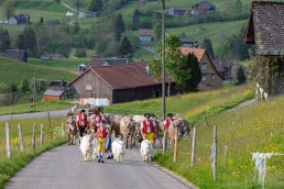 Alp, Alpaufzug, Alpen, Alpfahrt, Alps, Appenzell, Appenzell Ausserrohden, Appenzellerland, Brauchtum und Anlässe, Frühling, Jahreszeiten, Kühe, Landschaft und Natur, Mai, Natur, Orte, Ostschweiz, Schweiz, Sennen, Spring, Suisse, Switzerland, Tier, Tracht, spring, tradition