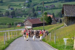 Alp, Alpaufzug, Alpen, Alpfahrt, Alps, Appenzell, Appenzell Ausserrohden, Appenzellerland, Brauchtum und Anlässe, Frühling, Jahreszeiten, Kühe, Landschaft und Natur, Mai, Natur, Orte, Ostschweiz, Schweiz, Sennen, Spring, Suisse, Switzerland, Tier, Tracht, spring, tradition