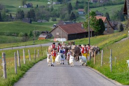 Alp, Alpaufzug, Alpen, Alpfahrt, Alps, Appenzell, Appenzell Ausserrohden, Appenzellerland, Brauchtum und Anlässe, Frühling, Jahreszeiten, Kühe, Landschaft und Natur, Mai, Natur, Orte, Ostschweiz, Schweiz, Sennen, Spring, Suisse, Switzerland, Tier, Tracht, spring, tradition