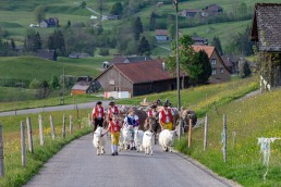 Alp, Alpaufzug, Alpen, Alpfahrt, Alps, Appenzell, Appenzell Ausserrohden, Appenzellerland, Brauchtum und Anlässe, Frühling, Jahreszeiten, Kühe, Landschaft und Natur, Mai, Natur, Orte, Ostschweiz, Schweiz, Sennen, Spring, Suisse, Switzerland, Tier, Tracht, spring, tradition