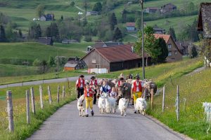 Alp, Alpaufzug, Alpen, Alpfahrt, Alps, Appenzell, Appenzell Ausserrohden, Appenzellerland, Brauchtum und Anlässe, Frühling, Jahreszeiten, Kühe, Landschaft und Natur, Mai, Natur, Orte, Ostschweiz, Schweiz, Sennen, Spring, Suisse, Switzerland, Tier, Tracht, spring, tradition