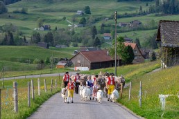 Alp, Alpaufzug, Alpen, Alpfahrt, Alps, Appenzell, Appenzell Ausserrohden, Appenzellerland, Brauchtum und Anlässe, Frühling, Jahreszeiten, Kühe, Landschaft und Natur, Mai, Natur, Orte, Ostschweiz, Schweiz, Sennen, Spring, Suisse, Switzerland, Tier, Tracht, spring, tradition