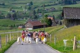 Alp, Alpaufzug, Alpen, Alpfahrt, Alps, Appenzell, Appenzell Ausserrohden, Appenzellerland, Brauchtum und Anlässe, Frühling, Jahreszeiten, Kühe, Landschaft und Natur, Mai, Natur, Orte, Ostschweiz, Schweiz, Sennen, Spring, Suisse, Switzerland, Tier, Tracht, spring, tradition