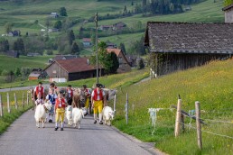 Alp, Alpaufzug, Alpen, Alpfahrt, Alps, Appenzell, Appenzell Ausserrohden, Appenzellerland, Brauchtum und Anlässe, Frühling, Jahreszeiten, Kühe, Landschaft und Natur, Mai, Natur, Orte, Ostschweiz, Schweiz, Sennen, Spring, Suisse, Switzerland, Tier, Tracht, spring, tradition