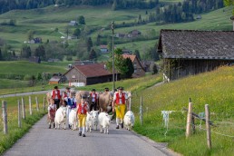 Alp, Alpaufzug, Alpen, Alpfahrt, Alps, Appenzell, Appenzell Ausserrohden, Appenzellerland, Brauchtum und Anlässe, Frühling, Jahreszeiten, Kühe, Landschaft und Natur, Mai, Natur, Orte, Ostschweiz, Schweiz, Sennen, Spring, Suisse, Switzerland, Tier, Tracht, spring, tradition