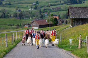 Alp, Alpaufzug, Alpen, Alpfahrt, Alps, Appenzell, Appenzell Ausserrohden, Appenzellerland, Brauchtum und Anlässe, Frühling, Jahreszeiten, Kühe, Landschaft und Natur, Mai, Natur, Orte, Ostschweiz, Schweiz, Sennen, Spring, Suisse, Switzerland, Tier, Tracht, spring, tradition