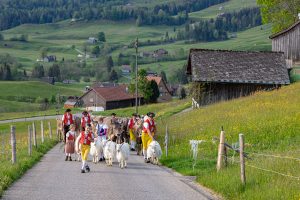 Alp, Alpaufzug, Alpen, Alpfahrt, Alps, Appenzell, Appenzell Ausserrohden, Appenzellerland, Brauchtum und Anlässe, Frühling, Jahreszeiten, Kühe, Landschaft und Natur, Mai, Natur, Orte, Ostschweiz, Schweiz, Sennen, Spring, Suisse, Switzerland, Tier, Tracht, spring, tradition