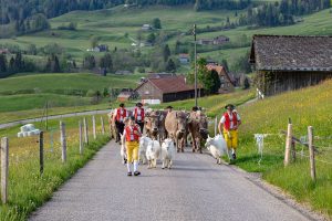 Alp, Alpaufzug, Alpen, Alpfahrt, Alps, Appenzell, Appenzell Ausserrohden, Appenzellerland, Brauchtum und Anlässe, Frühling, Jahreszeiten, Kühe, Landschaft und Natur, Mai, Natur, Orte, Ostschweiz, Schweiz, Sennen, Spring, Suisse, Switzerland, Tier, Tracht, spring, tradition