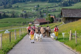 Alp, Alpaufzug, Alpen, Alpfahrt, Alps, Appenzell, Appenzell Ausserrohden, Appenzellerland, Brauchtum und Anlässe, Frühling, Jahreszeiten, Kühe, Landschaft und Natur, Mai, Natur, Orte, Ostschweiz, Schweiz, Sennen, Spring, Suisse, Switzerland, Tier, Tracht, spring, tradition