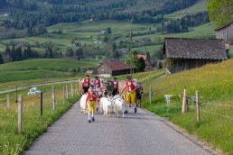 Alp, Alpaufzug, Alpen, Alpfahrt, Alps, Appenzell, Appenzell Ausserrohden, Appenzellerland, Brauchtum und Anlässe, Frühling, Jahreszeiten, Kühe, Landschaft und Natur, Mai, Natur, Orte, Ostschweiz, Schweiz, Sennen, Spring, Suisse, Switzerland, Tier, Tracht, spring, tradition