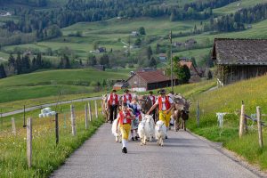 Alp, Alpaufzug, Alpen, Alpfahrt, Alps, Appenzell, Appenzell Ausserrohden, Appenzellerland, Brauchtum und Anlässe, Frühling, Jahreszeiten, Kühe, Landschaft und Natur, Mai, Natur, Orte, Ostschweiz, Schweiz, Sennen, Spring, Suisse, Switzerland, Tier, Tracht, spring, tradition