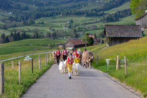 Alp, Alpaufzug, Alpen, Alpfahrt, Alps, Appenzell, Appenzell Ausserrohden, Appenzellerland, Brauchtum und Anlässe, Frühling, Jahreszeiten, Kühe, Landschaft und Natur, Mai, Natur, Orte, Ostschweiz, Schweiz, Sennen, Spring, Suisse, Switzerland, Tier, Tracht, spring, tradition