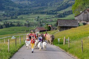 Alp, Alpaufzug, Alpen, Alpfahrt, Alps, Appenzell, Appenzell Ausserrohden, Appenzellerland, Brauchtum und Anlässe, Frühling, Jahreszeiten, Kühe, Landschaft und Natur, Mai, Natur, Orte, Ostschweiz, Schweiz, Sennen, Spring, Suisse, Switzerland, Tier, Tracht, spring, tradition