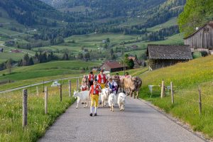 Alp, Alpaufzug, Alpen, Alpfahrt, Alps, Appenzell, Appenzell Ausserrohden, Appenzellerland, Brauchtum und Anlässe, Frühling, Jahreszeiten, Kühe, Landschaft und Natur, Mai, Natur, Orte, Ostschweiz, Schweiz, Sennen, Spring, Suisse, Switzerland, Tier, Tracht, spring, tradition