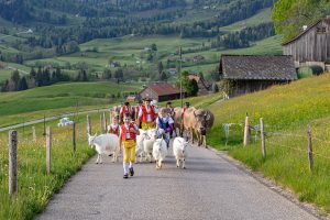 Alp, Alpaufzug, Alpen, Alpfahrt, Alps, Appenzell, Appenzell Ausserrohden, Appenzellerland, Brauchtum und Anlässe, Frühling, Jahreszeiten, Kühe, Landschaft und Natur, Mai, Natur, Orte, Ostschweiz, Schweiz, Sennen, Spring, Suisse, Switzerland, Tier, Tracht, spring, tradition