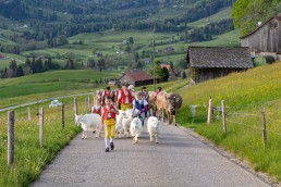 Alp, Alpaufzug, Alpen, Alpfahrt, Alps, Appenzell, Appenzell Ausserrohden, Appenzellerland, Brauchtum und Anlässe, Frühling, Jahreszeiten, Kühe, Landschaft und Natur, Mai, Natur, Orte, Ostschweiz, Schweiz, Sennen, Spring, Suisse, Switzerland, Tier, Tracht, spring, tradition