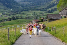 Alp, Alpaufzug, Alpen, Alpfahrt, Alps, Appenzell, Appenzell Ausserrohden, Appenzellerland, Brauchtum und Anlässe, Frühling, Jahreszeiten, Kühe, Landschaft und Natur, Mai, Natur, Orte, Ostschweiz, Schweiz, Sennen, Spring, Suisse, Switzerland, Tier, Tracht, spring, tradition