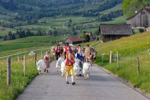 Alp, Alpaufzug, Alpen, Alpfahrt, Alps, Appenzell, Appenzell Ausserrohden, Appenzellerland, Brauchtum und Anlässe, Frühling, Jahreszeiten, Kühe, Landschaft und Natur, Mai, Natur, Orte, Ostschweiz, Schweiz, Sennen, Spring, Suisse, Switzerland, Tier, Tracht, spring, tradition