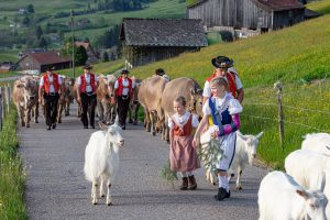 Alp, Alpaufzug, Alpen, Alpfahrt, Alps, Appenzell, Appenzell Ausserrohden, Appenzellerland, Brauchtum und Anlässe, Frühling, Jahreszeiten, Kühe, Landschaft und Natur, Mai, Natur, Orte, Ostschweiz, Schweiz, Sennen, Spring, Suisse, Switzerland, Tier, Tracht, spring, tradition