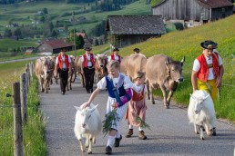 Alp, Alpaufzug, Alpen, Alpfahrt, Alps, Appenzell, Appenzell Ausserrohden, Appenzellerland, Brauchtum und Anlässe, Frühling, Jahreszeiten, Kühe, Landschaft und Natur, Mai, Natur, Orte, Ostschweiz, Schweiz, Sennen, Spring, Suisse, Switzerland, Tier, Tracht, spring, tradition