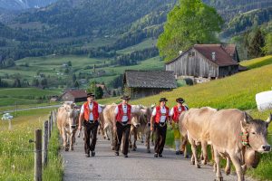 Alp, Alpaufzug, Alpen, Alpfahrt, Alps, Appenzell, Appenzell Ausserrohden, Appenzellerland, Brauchtum und Anlässe, Frühling, Jahreszeiten, Kühe, Landschaft und Natur, Mai, Natur, Orte, Ostschweiz, Schweiz, Sennen, Spring, Suisse, Switzerland, Tier, Tracht, spring, tradition