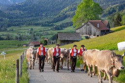 Alp, Alpaufzug, Alpen, Alpfahrt, Alps, Appenzell, Appenzell Ausserrohden, Appenzellerland, Brauchtum und Anlässe, Frühling, Jahreszeiten, Kühe, Landschaft und Natur, Mai, Natur, Orte, Ostschweiz, Schweiz, Sennen, Spring, Suisse, Switzerland, Tier, Tracht, spring, tradition