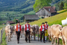 Alp, Alpaufzug, Alpen, Alpfahrt, Alps, Appenzell, Appenzell Ausserrohden, Appenzellerland, Brauchtum und Anlässe, Frühling, Jahreszeiten, Kühe, Landschaft und Natur, Mai, Natur, Orte, Ostschweiz, Schweiz, Sennen, Spring, Suisse, Switzerland, Tier, Tracht, spring, tradition