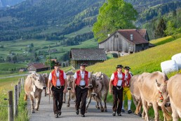 Alp, Alpaufzug, Alpen, Alpfahrt, Alps, Appenzell, Appenzell Ausserrohden, Appenzellerland, Brauchtum und Anlässe, Frühling, Jahreszeiten, Kühe, Landschaft und Natur, Mai, Natur, Orte, Ostschweiz, Schweiz, Sennen, Spring, Suisse, Switzerland, Tier, Tracht, spring, tradition