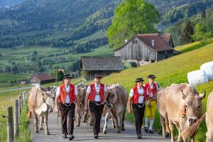 Alp, Alpaufzug, Alpen, Alpfahrt, Alps, Appenzell, Appenzell Ausserrohden, Appenzellerland, Brauchtum und Anlässe, Frühling, Jahreszeiten, Kühe, Landschaft und Natur, Mai, Natur, Orte, Ostschweiz, Schweiz, Sennen, Spring, Suisse, Switzerland, Tier, Tracht, spring, tradition