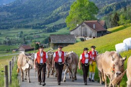 Alp, Alpaufzug, Alpen, Alpfahrt, Alps, Appenzell, Appenzell Ausserrohden, Appenzellerland, Brauchtum und Anlässe, Frühling, Jahreszeiten, Kühe, Landschaft und Natur, Mai, Natur, Orte, Ostschweiz, Schweiz, Sennen, Spring, Suisse, Switzerland, Tier, Tracht, spring, tradition