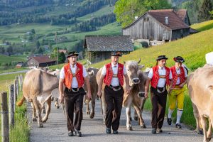 Alp, Alpaufzug, Alpen, Alpfahrt, Alps, Appenzell, Appenzell Ausserrohden, Appenzellerland, Brauchtum und Anlässe, Frühling, Jahreszeiten, Kühe, Landschaft und Natur, Mai, Natur, Orte, Ostschweiz, Schweiz, Sennen, Spring, Suisse, Switzerland, Tier, Tracht, spring, tradition