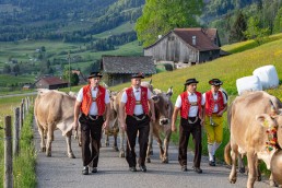 Alp, Alpaufzug, Alpen, Alpfahrt, Alps, Appenzell, Appenzell Ausserrohden, Appenzellerland, Brauchtum und Anlässe, Frühling, Jahreszeiten, Kühe, Landschaft und Natur, Mai, Natur, Orte, Ostschweiz, Schweiz, Sennen, Spring, Suisse, Switzerland, Tier, Tracht, spring, tradition