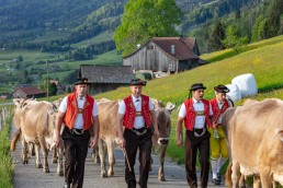 Alp, Alpaufzug, Alpen, Alpfahrt, Alps, Appenzell, Appenzell Ausserrohden, Appenzellerland, Brauchtum und Anlässe, Frühling, Jahreszeiten, Kühe, Landschaft und Natur, Mai, Natur, Orte, Ostschweiz, Schweiz, Sennen, Spring, Suisse, Switzerland, Tier, Tracht, spring, tradition