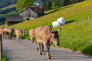 Alp, Alpaufzug, Alpen, Alpfahrt, Alps, Appenzell, Appenzell Ausserrohden, Appenzellerland, Brauchtum und Anlässe, Frühling, Jahreszeiten, Kühe, Landschaft und Natur, Mai, Natur, Orte, Ostschweiz, Schweiz, Sennen, Spring, Suisse, Switzerland, Tier, Tracht, spring, tradition