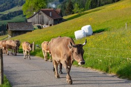 Alp, Alpaufzug, Alpen, Alpfahrt, Alps, Appenzell, Appenzell Ausserrohden, Appenzellerland, Brauchtum und Anlässe, Frühling, Jahreszeiten, Kühe, Landschaft und Natur, Mai, Natur, Orte, Ostschweiz, Schweiz, Sennen, Spring, Suisse, Switzerland, Tier, Tracht, spring, tradition