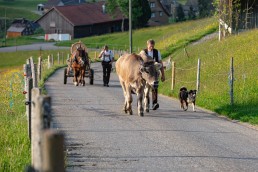 Alp, Alpaufzug, Alpen, Alpfahrt, Alps, Appenzell, Appenzell Ausserrohden, Appenzellerland, Brauchtum und Anlässe, Frühling, Jahreszeiten, Kühe, Landschaft und Natur, Mai, Natur, Orte, Ostschweiz, Schweiz, Sennen, Spring, Suisse, Switzerland, Tier, Tracht, spring, tradition